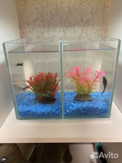 Аквариум, отсадник для петухов