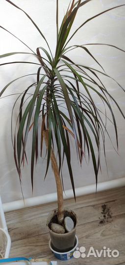 Драцена маргината