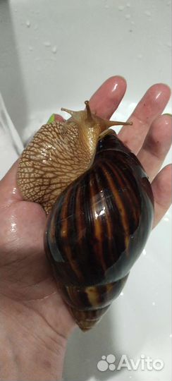 Улитки ахатины