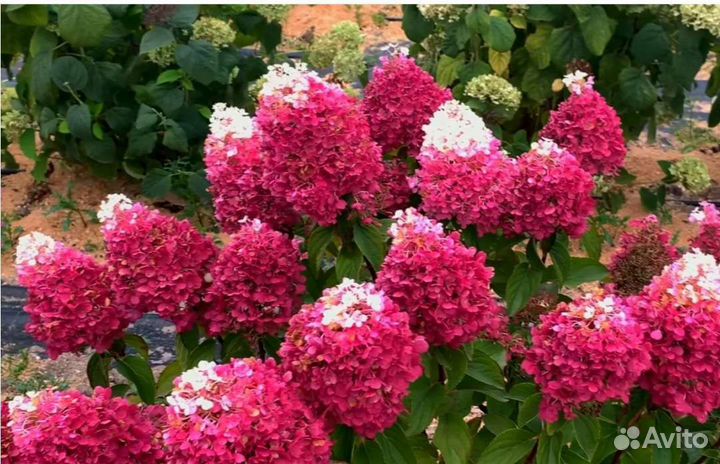 Гортензия метельчатая Стравберри Блоссом