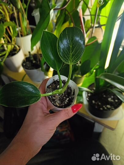 Филодендрон биркин