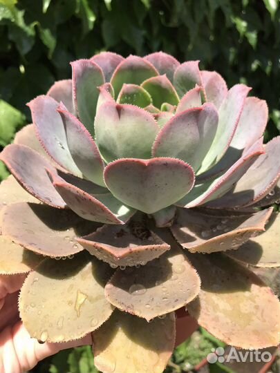 Эониум aeonium davidbramwellii