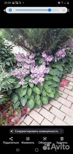 Хоста растение