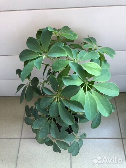 Шефлера 55 см в горшке