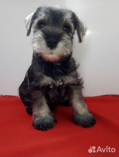 Цвергшнауцер