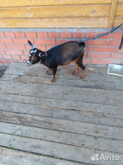 Продаются камерунские козочки