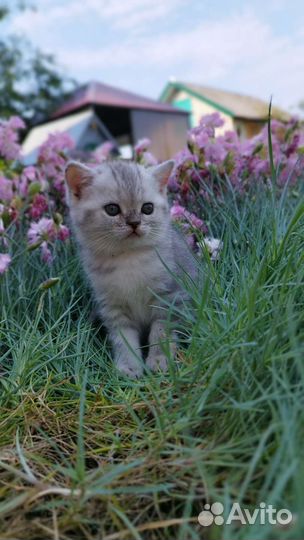 Британская кошка и кот