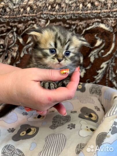 Шотландские котята