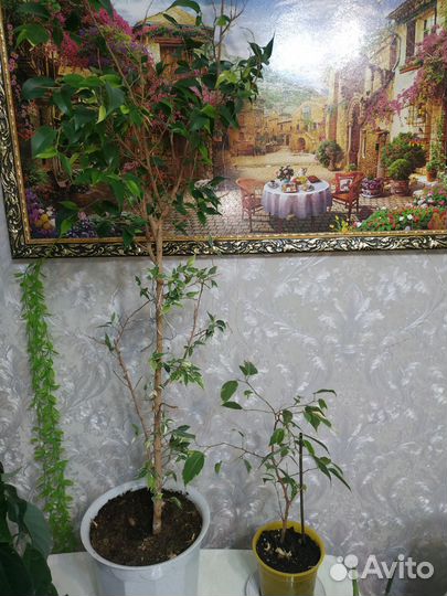 Комнатные цветы,фикус, авокадо
