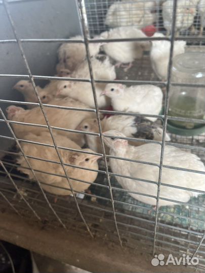 Перепела продажа