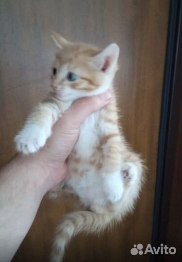 Катята отдам