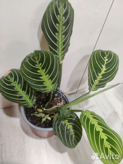 Маранты и др.ком растения