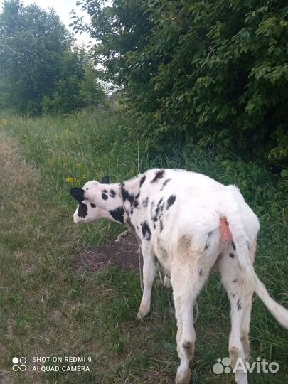 Продам телочку