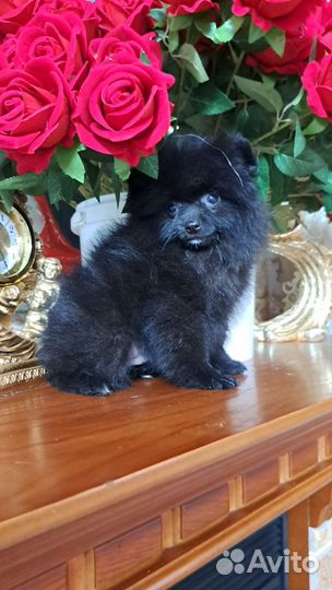 Щенки шпица