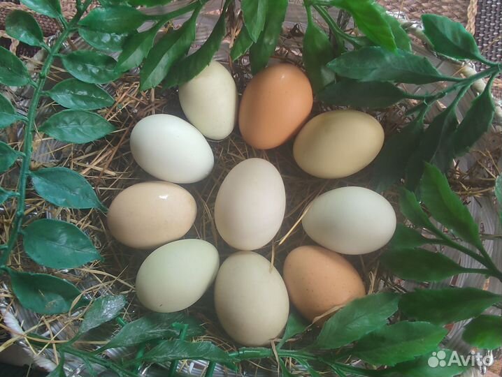Домашние куриные и утиные яйца