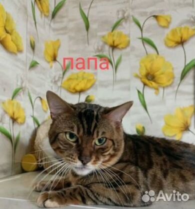 Бенгальские котята