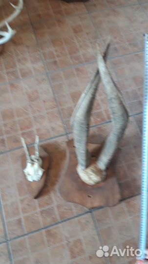 Рога оленя,косули.и др