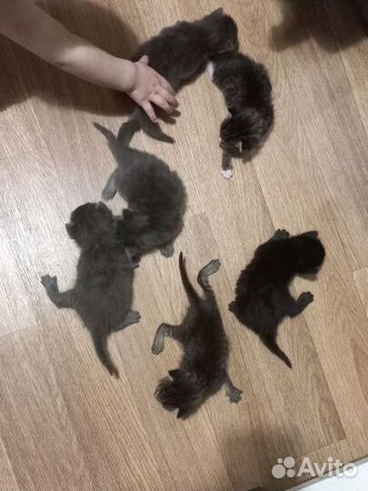 Котята в добрые руки
