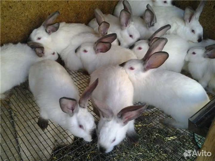 Крольчата калифорнийцы