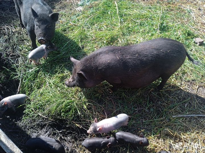 Вьетнамские вислобрюхие поросята