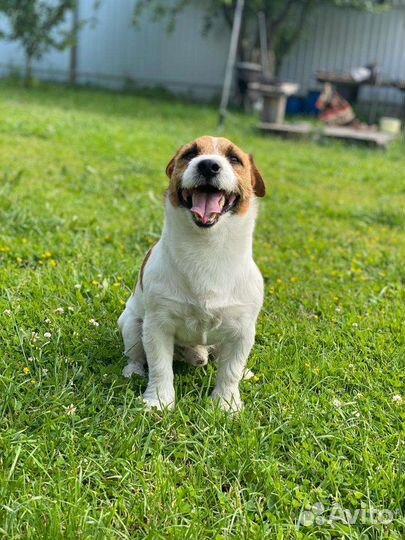 Вязка кобель джек рассел