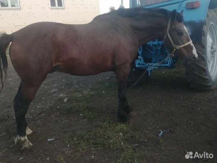 Лошадь
