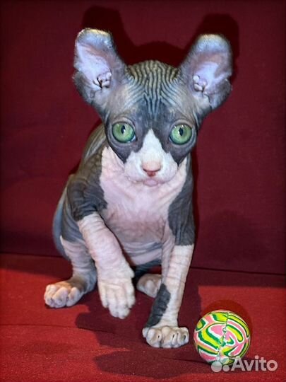 Канадский сфинкс