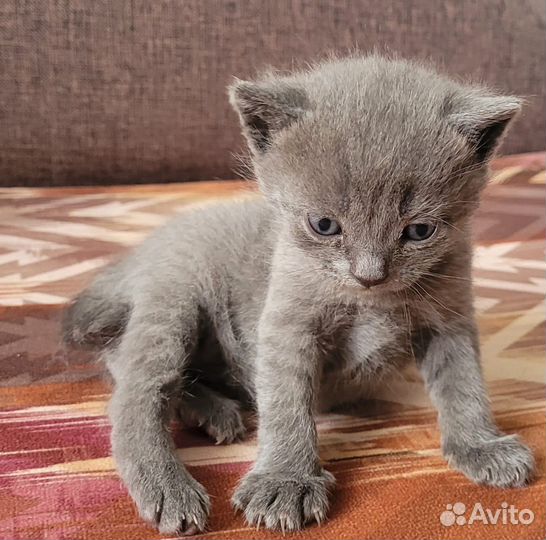 Котёнок