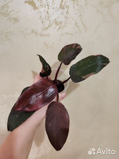 Филодендроны