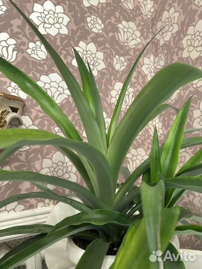 Ананас растение