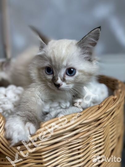 Котята породы регдолл (мальчики)