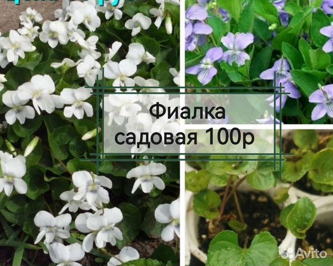 Солидаго сорт, Нана, карлик