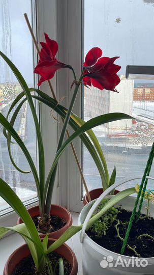 Амариллис (укоренённые в горшке)