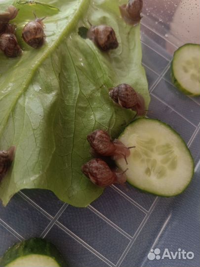 Улитки Ахатина