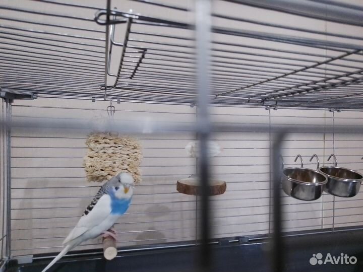 Продается пара волнистых попугайчиков с клеткой и