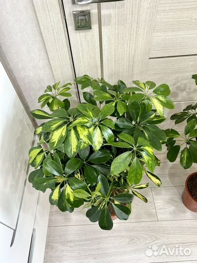 Шефлера древовидная