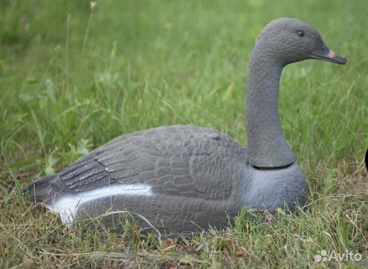 Профиля гусей