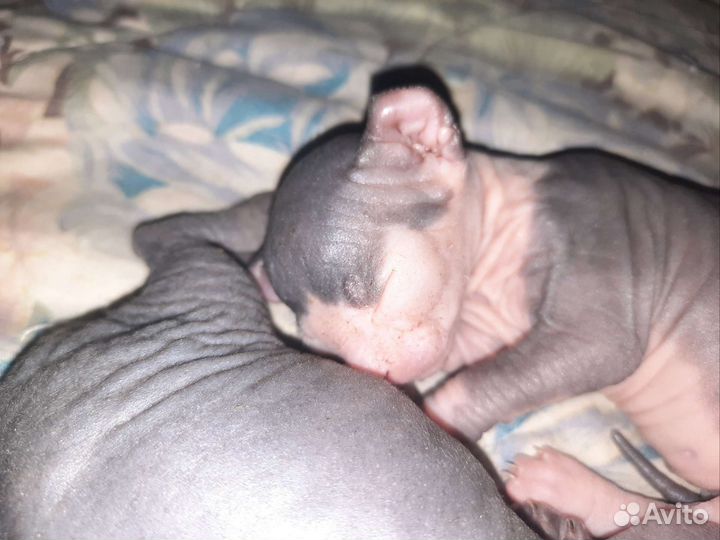 Канадский сфинкс