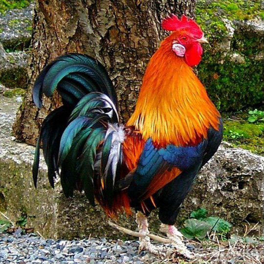 Продам петуха