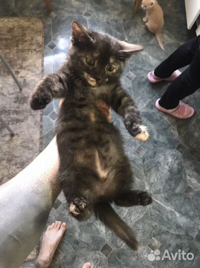 Котята в добрые руки бесплатно