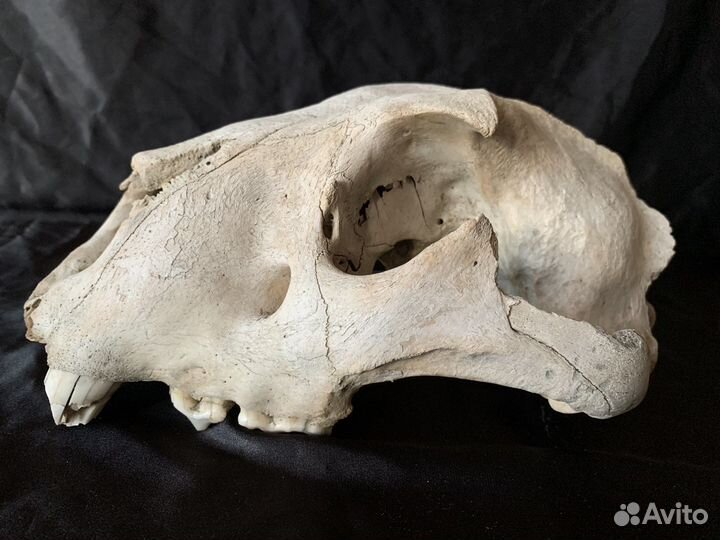 Череп древнего пещерного