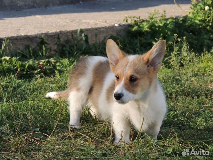 Чудо коржик