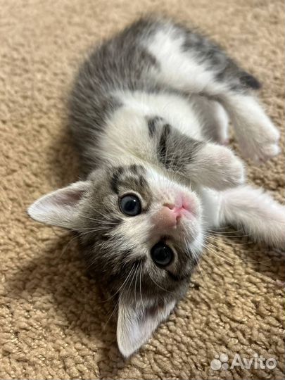 Котята малыши
