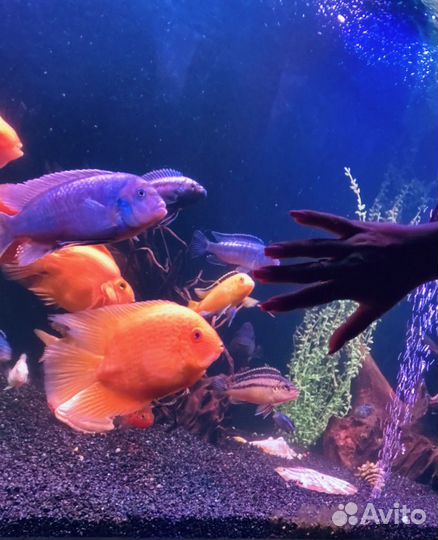 Продам аквариум с рыбками 525 литров