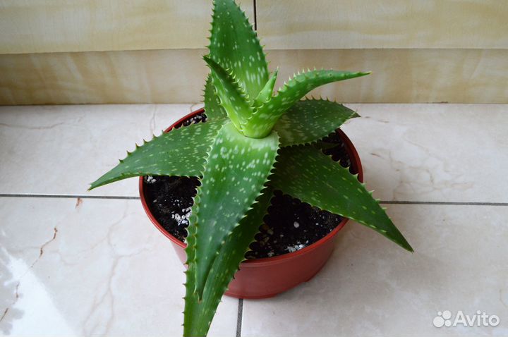 Алоэ лечебный