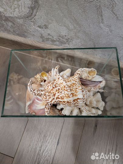 Морские ракушки раковины