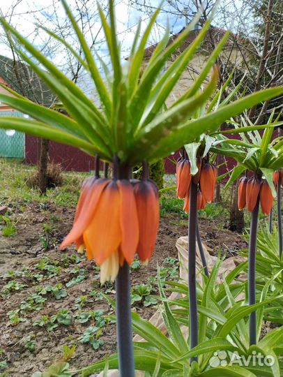 Рябчик императорский