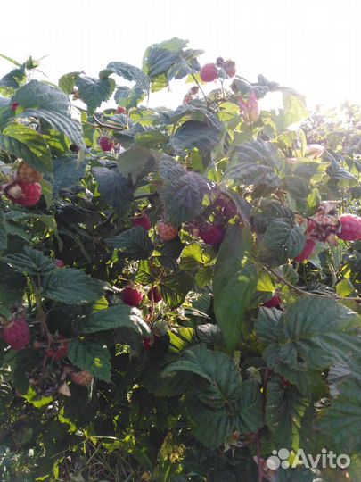 Саженцы смородины черной,красной, малины, ежевики