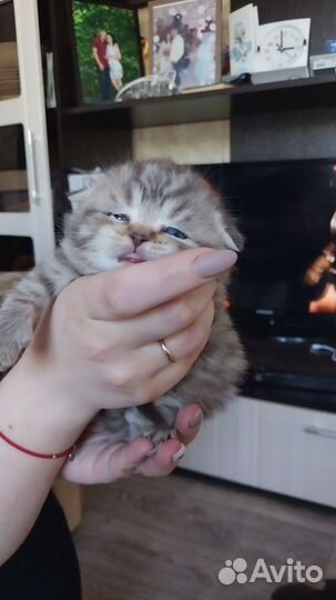 Шотландская вислоухая