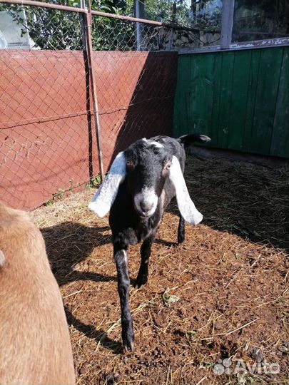 Домашние животные козы